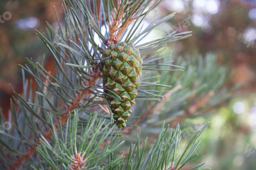 Preview: Pine cone ripens, summer time