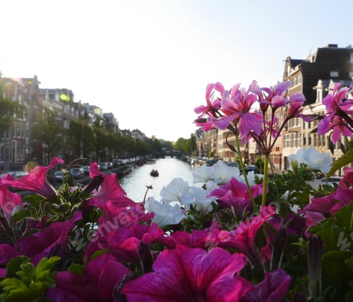 Preview: Canal view and pink and white flowers on a sunny day
