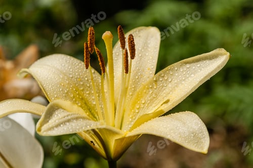 Preview: Yellow lily with dew drops