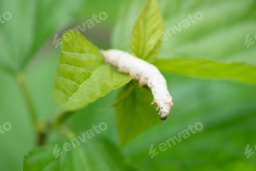 Preview: silkworm