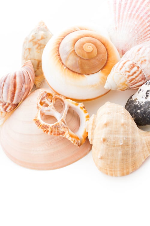 Preview: Sea shells