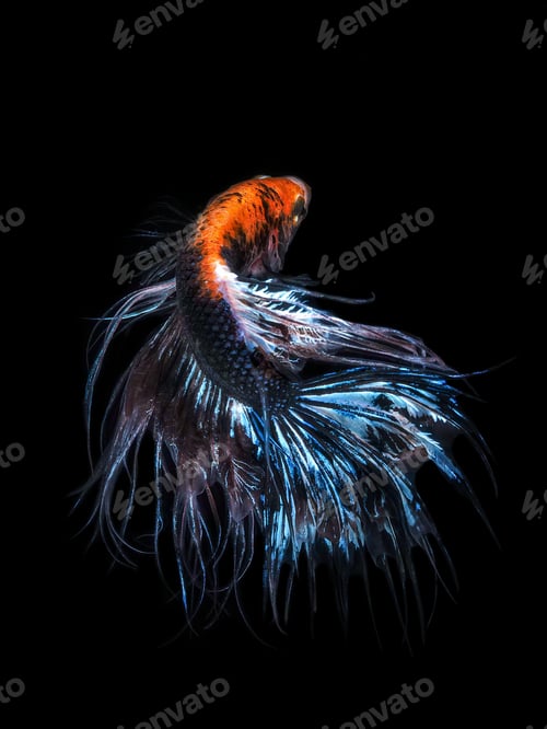 Preview: betta fish