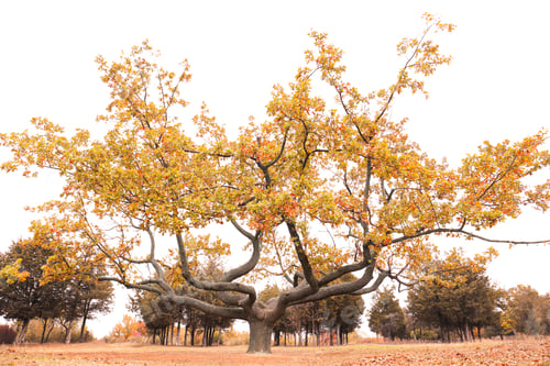 Preview: Beautiful tree with bright leaves in park on autumn day