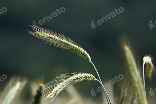 Preview: Ears of young green wheat on the field