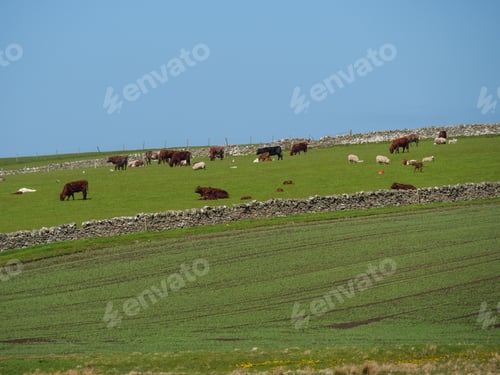 Preview: Picturesque view of horses and cows grazing on the pasture in Lerwick city and the Shetland islands