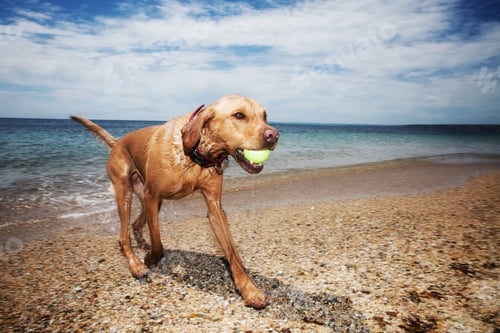 Preview: A Labrador retriever dog running out of the ocean and onto a beach after fetching a ball