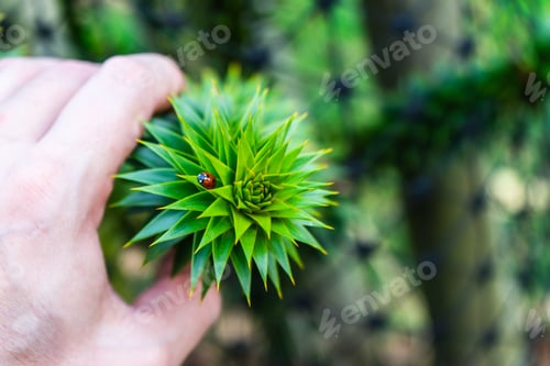Preview: Close up shot of Monkey puzzle tree branch with a Ladybug on