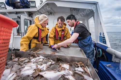 Preview: Research scientists measuring fish on research ship
