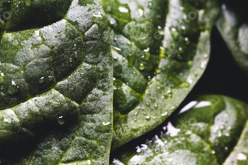 Preview: Macro photography of fresh spinach. Concept of organic food. healthy foods, vegan