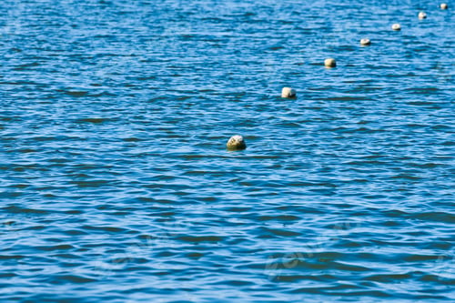 Preview: Floating buoys barrier on sea water