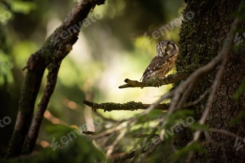 Preview: Alert boreal owl looking aside in forest with copy space