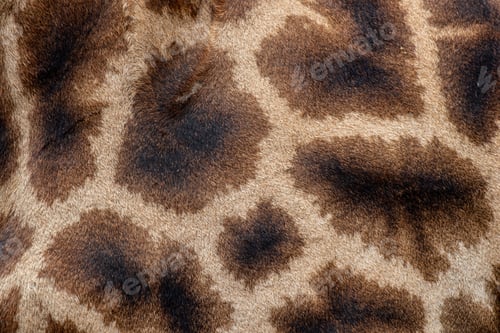 Preview: The skin of a giraffe, Giraffa camelopardalis giraffa