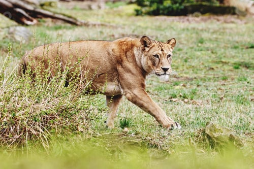Preview: lioness sneaks up and hunt