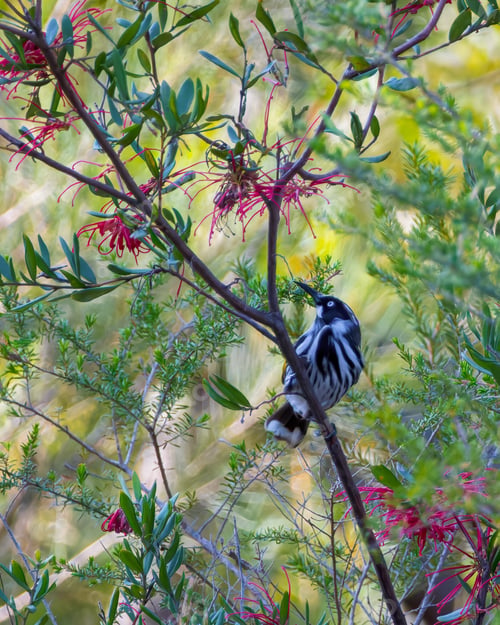 Preview: New Holland Honeyeater perched on branch near vibrant flowers and tree