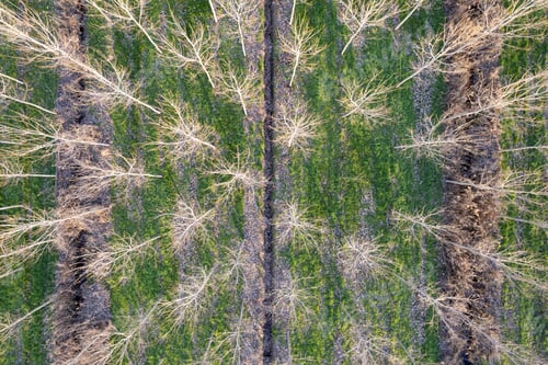Preview: New planting of poplar trees for paper production