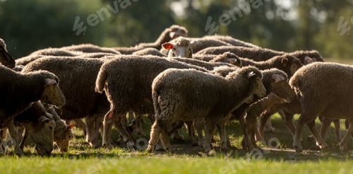Preview: Flock Of Sheep
