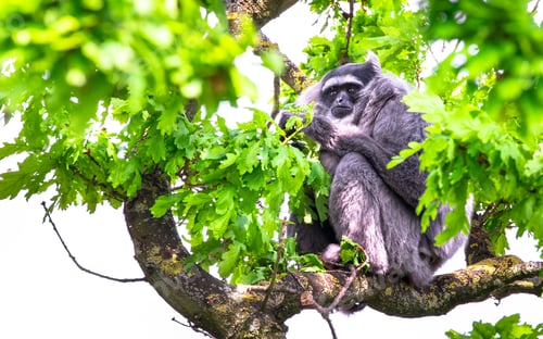 Preview: Silvery Gibbon in a Tree