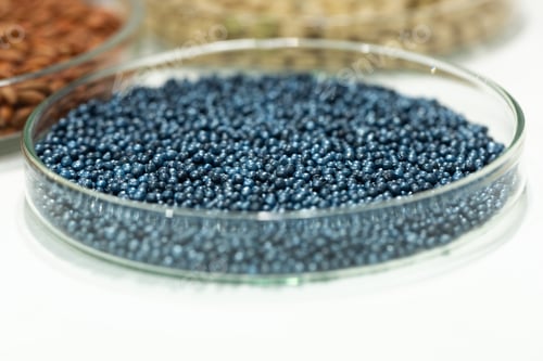 Preview: Macro. Processed blue-coated rapeseed seeds in a petri dish in the lab