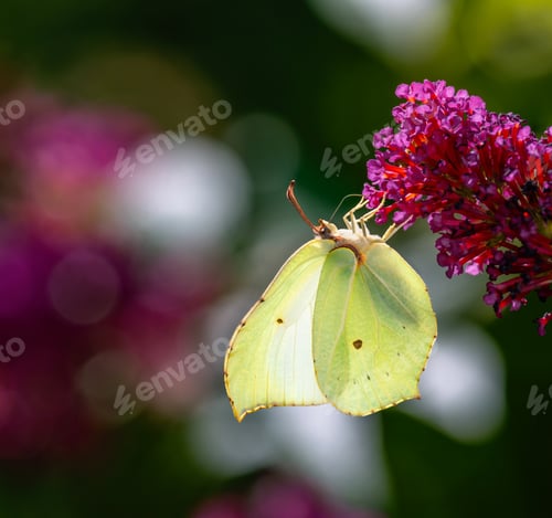 Preview: Macro of a yellow brimstone butterfly