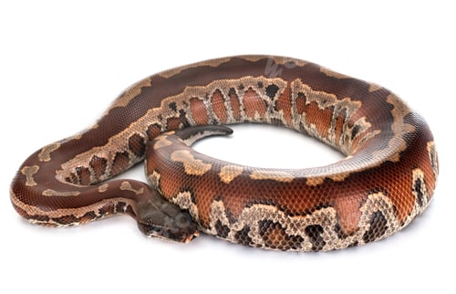 Preview: Python brongersmai in studio