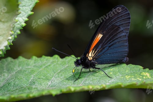 Preview: Butterfly perched on a tree leaf basking in the sun