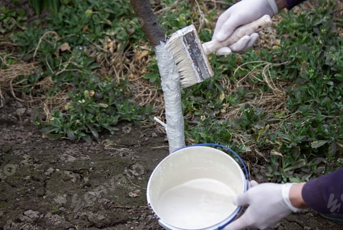 Preview: a male farmer covers a tree trunk with protective white paint against pests.