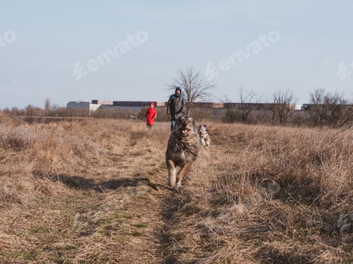 Preview: Brown and black and white fluffy dogs on a walk on spring nature backgound. family with pets walking