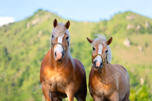 Preview: Horse and mare love each other