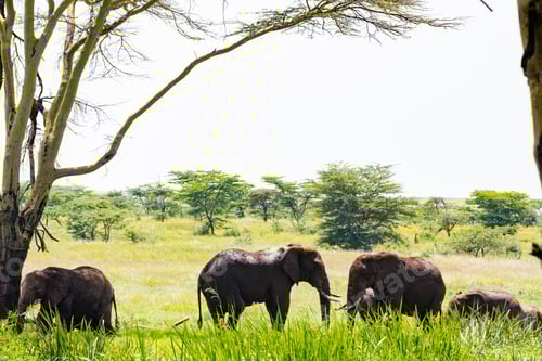 Preview: Majestic Elephants Roaming Freely in the Lush Savannah