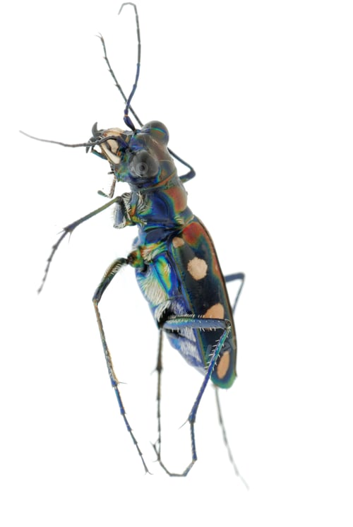 Preview: tiger beetle bug insect