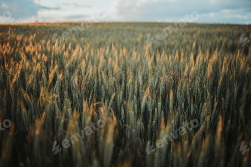 Preview: Wheat field in the countryside