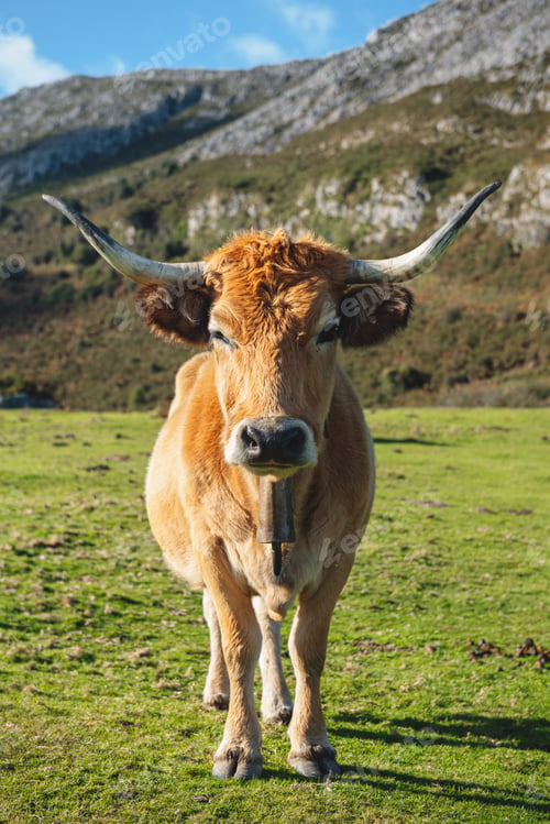 Preview: free cow in the mountain