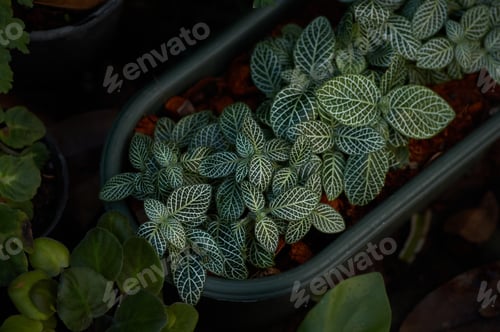 Preview: Top view of the beautiful leaves of potted plant in the garden