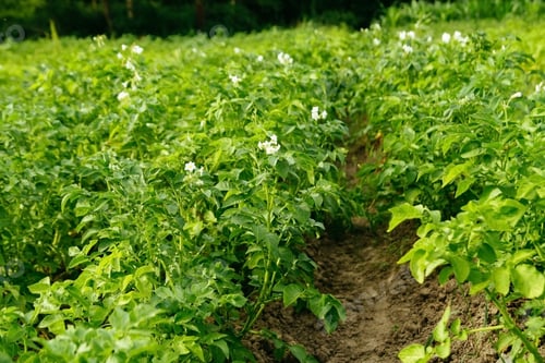Preview: Flowering potato bushes in the field. Growing organic vegetables. Agriculture