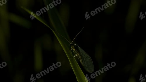 Preview: Green grass. Creative. A small grasshopper sitting in the grass with transparent white wings and