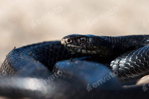 Preview: Black western whip snake, Hierophis viridiflavus, basking in the sun on a rocky cliff in Malta