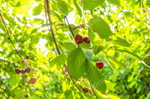 Preview: Ripe cherries on a tree branch