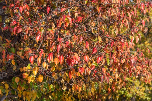 Preview: A tree with many leaves is full of red and yellow leaves