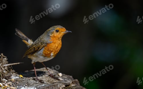 Preview: Robin bird perched on branch