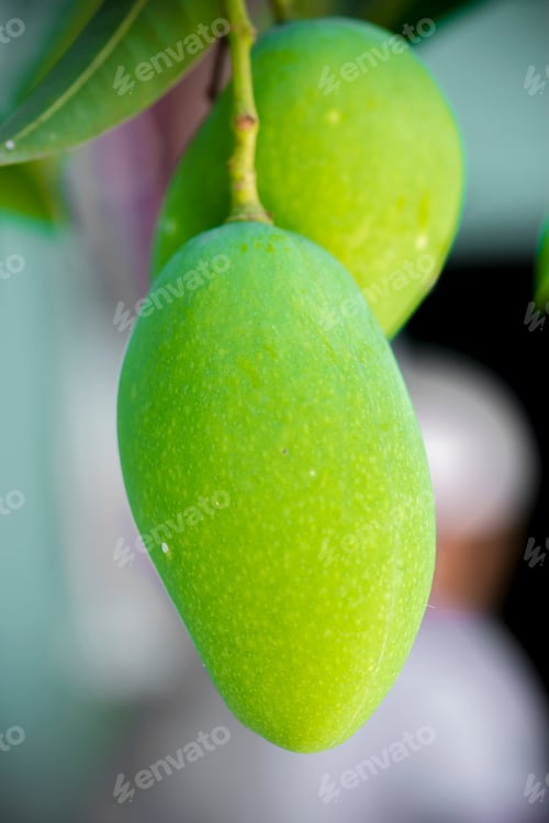 Preview: Mango growing on tree.