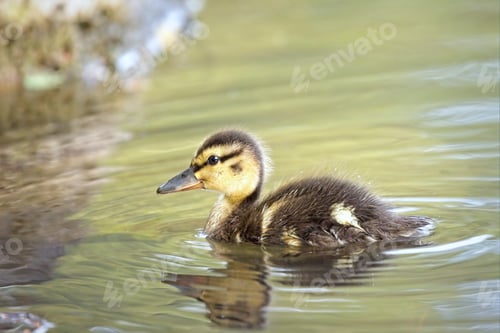 Preview: Duckling swimming in a pond.