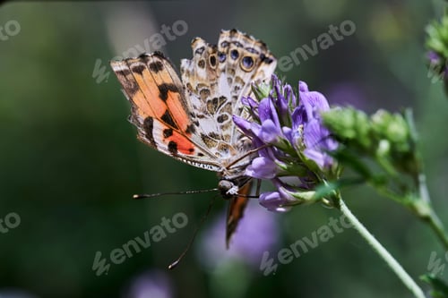 Preview: Butterfly on a green leaf, close-up, Papiliorama Zoo in Switzerland