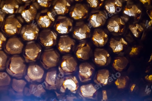 Preview: Texture and pattern of honeycomb, Abstract background