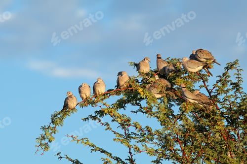 Preview: Cape turtle doves in a tree