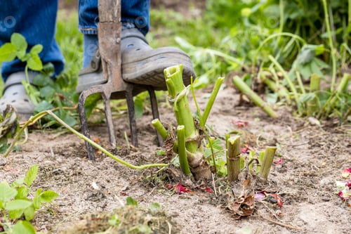 Preview: dahlia tubers just lifted for overwintering