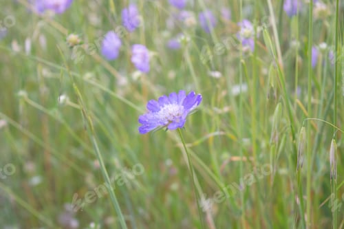 Preview: Pincushion Flower, Lomelosia caucasica (M.Bieb.) Greuter Burdet, flower background