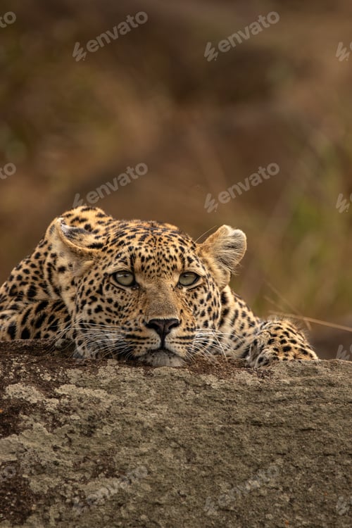 Preview: Leopard, Panthera pardus, young female leopard lying on a boulder.