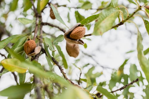 Preview: Ripe almonds on the tree.