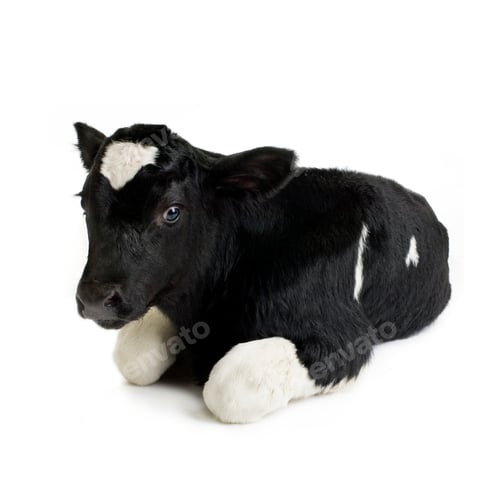 Preview: Calf