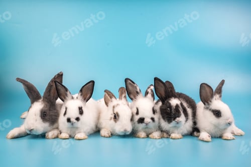Preview: bunny Easter fluffy baby rabbit or new born rabbit.